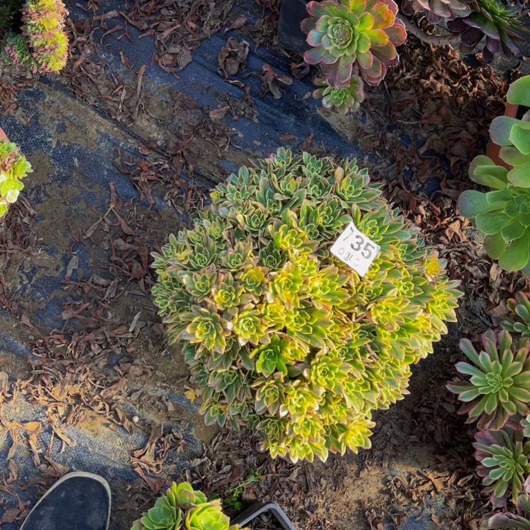 甜茶法师朵朵1-43