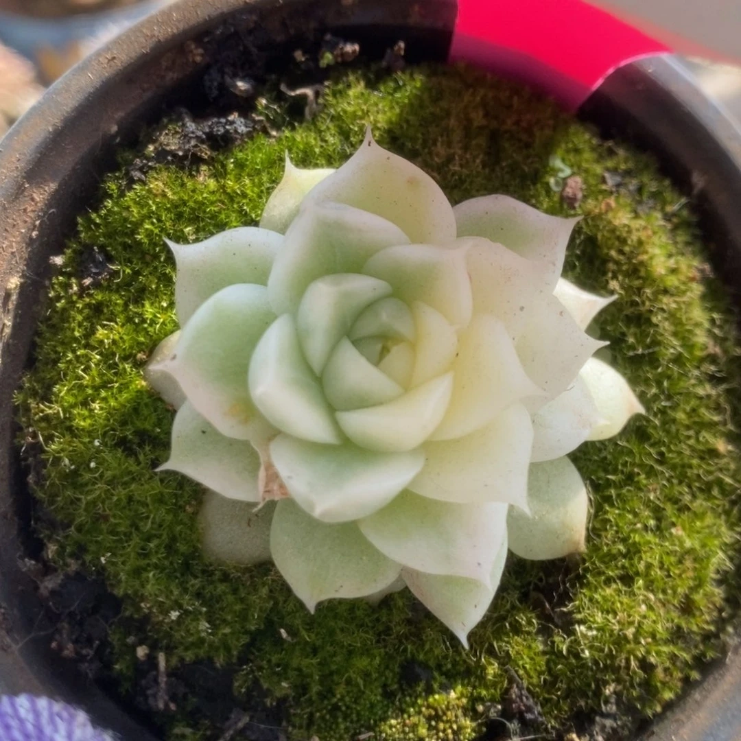 671白瓷麦秆锦锦锦锦