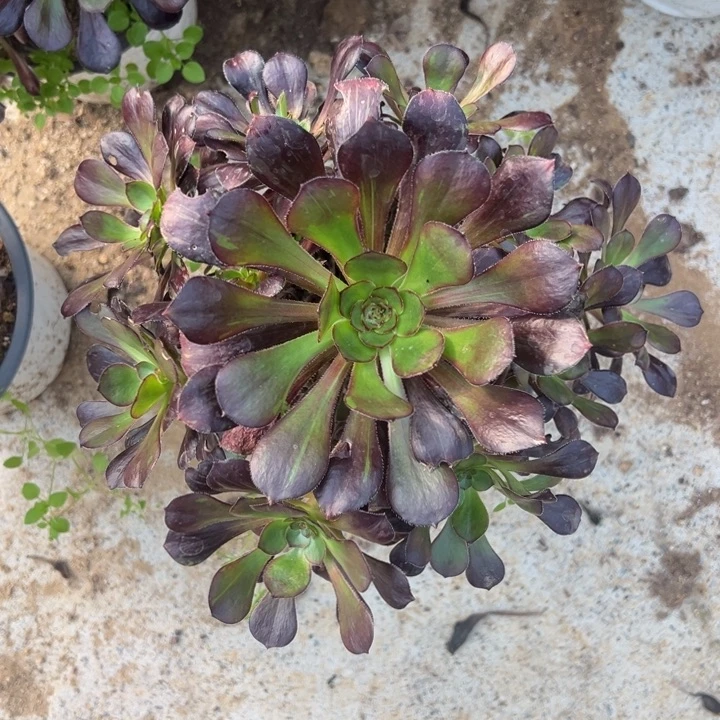 黑钻手捧多肉植物量