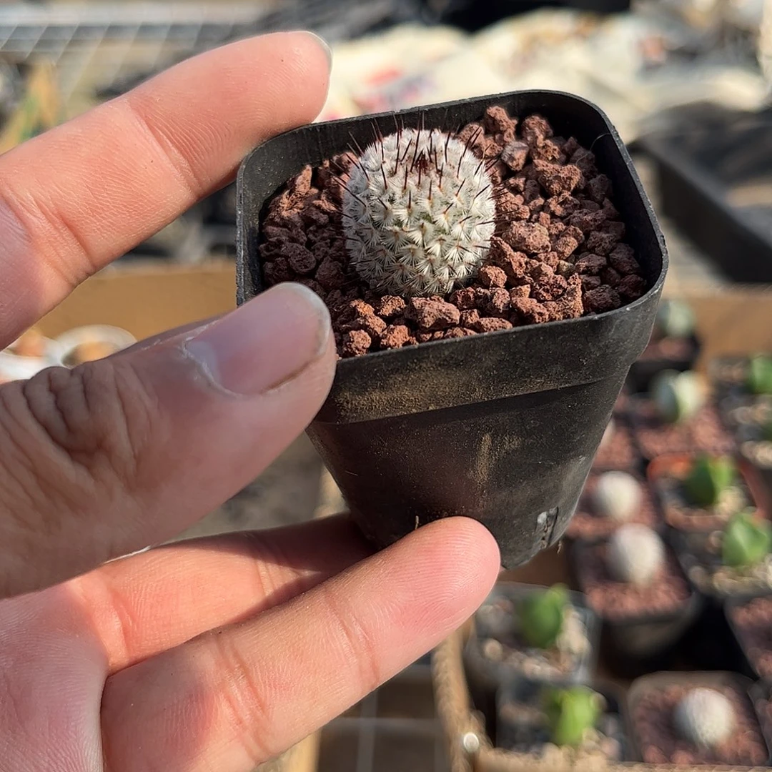 直刺蓓蕾单头发货