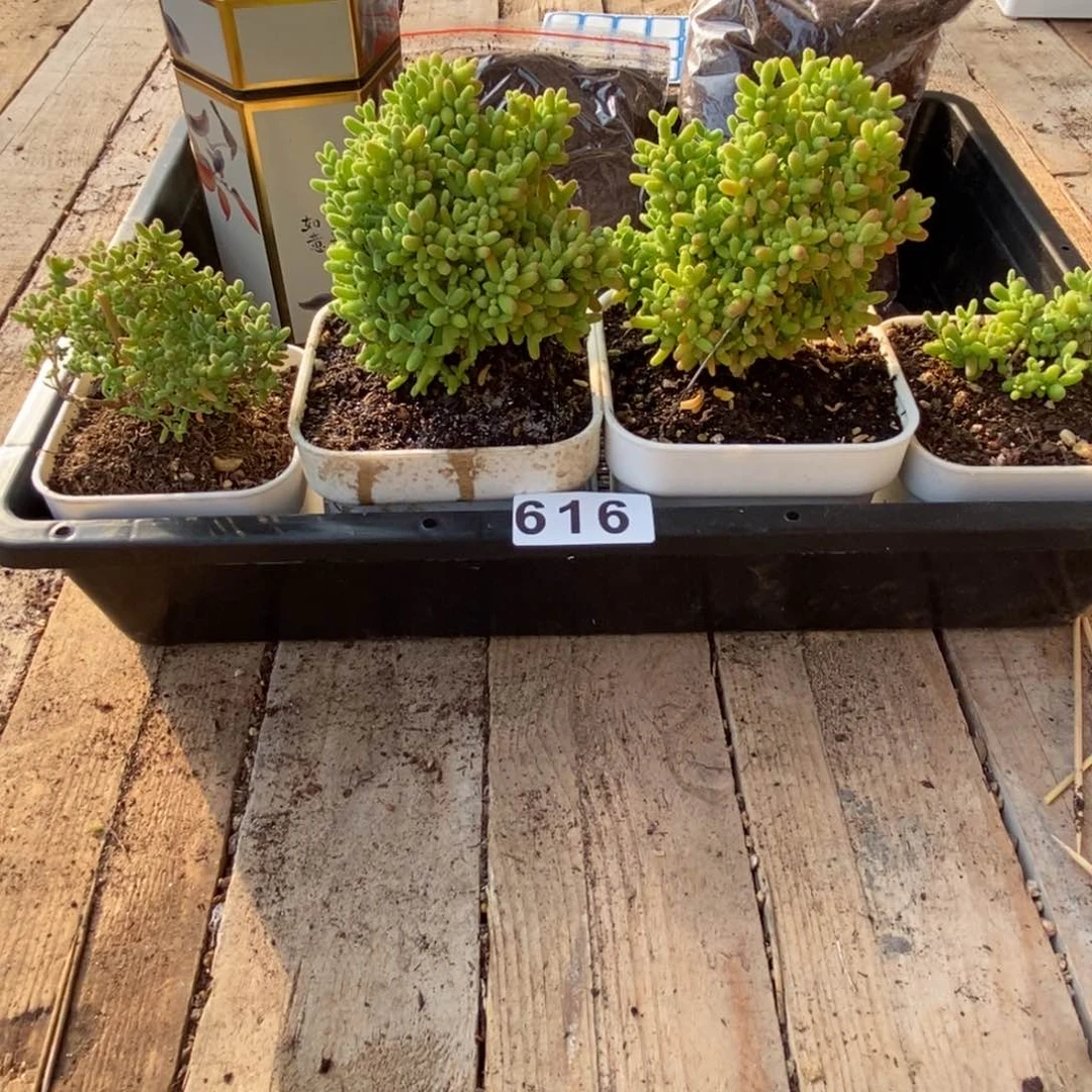 枝干番杏多肉植物616