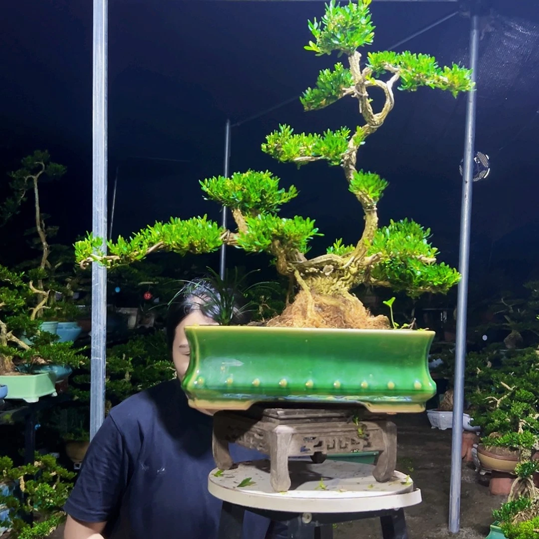 卖***刘无花朵黄杨木