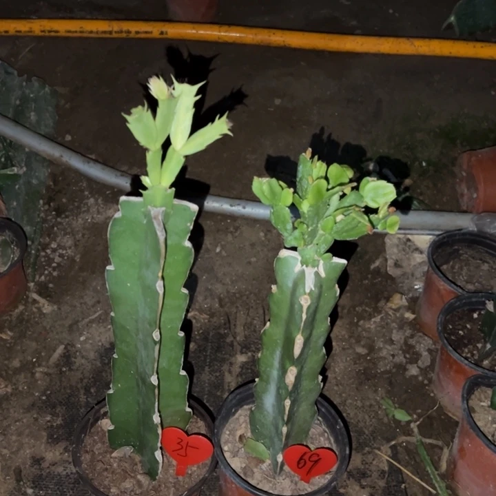 梦****当前无花栽培后可以开花蝴蝶夫人35  2285 69
