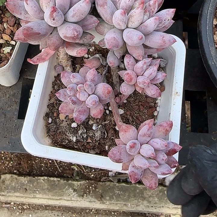 金***7青蛙王子儿童牙膏套装11