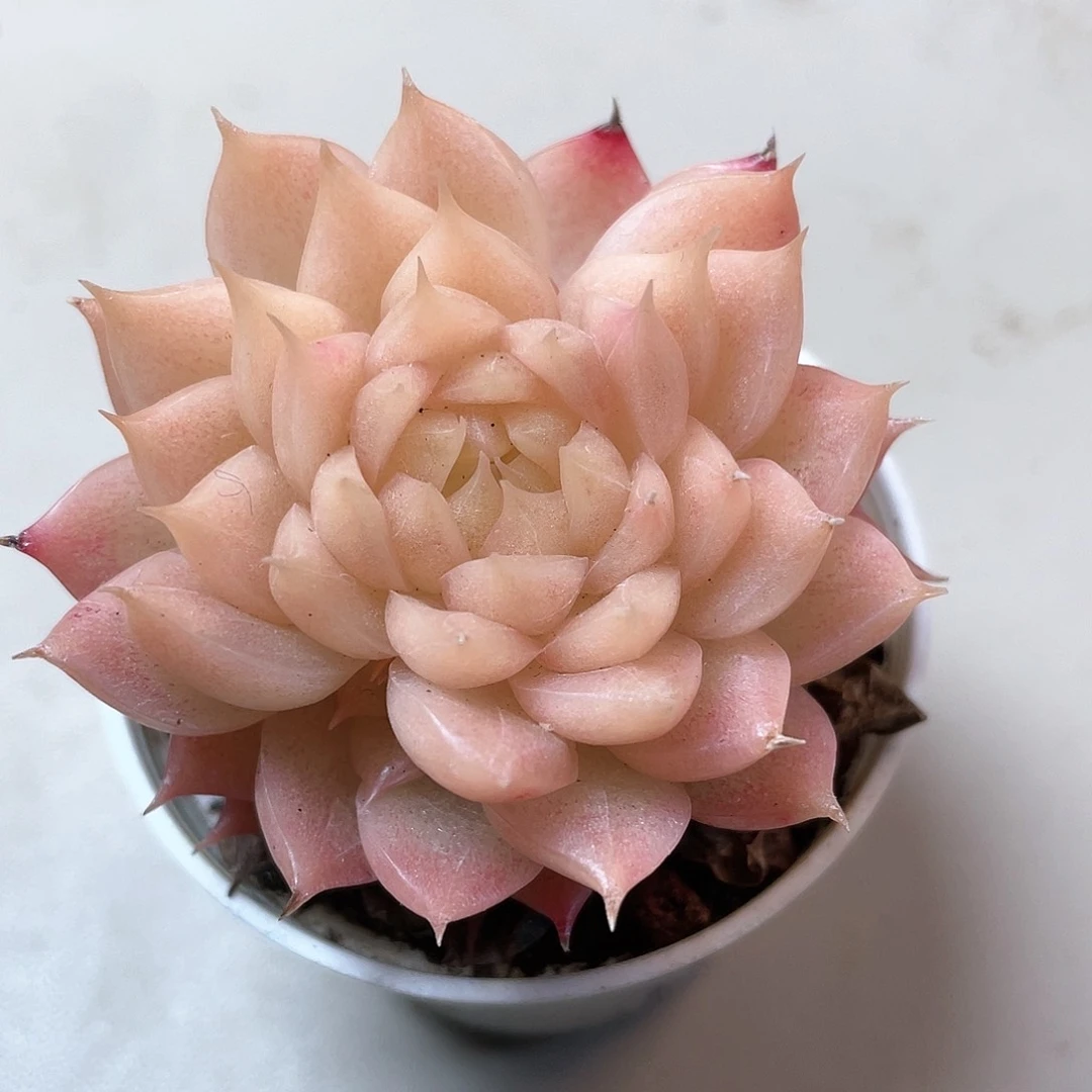 开播福利麦秆叠叶9045