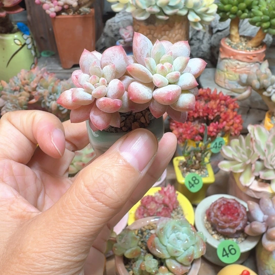 嘉***棒棒糖 多肉含盆土 一物一拍