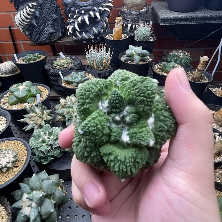 自根草球一一一一一