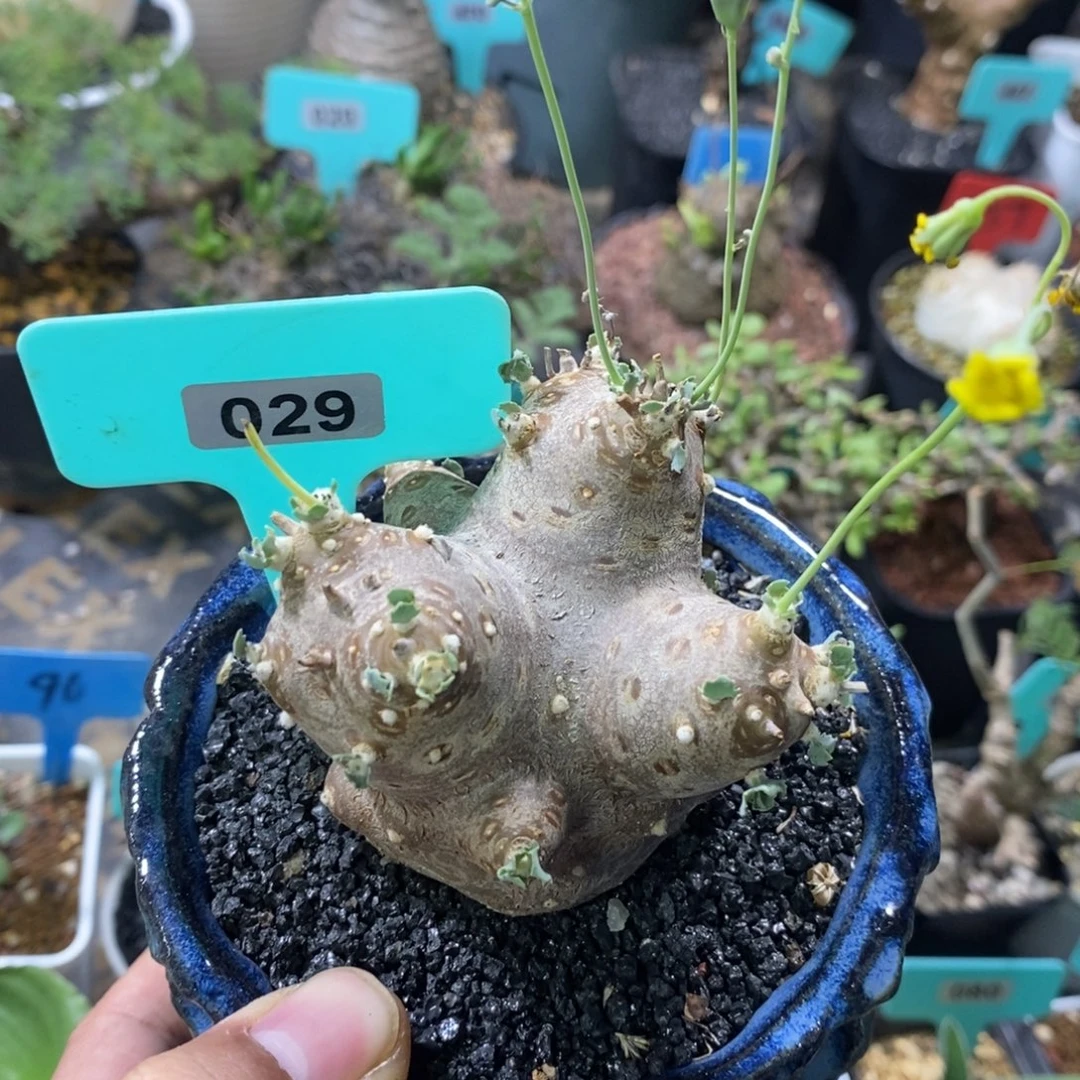 格加杂嗯特美厚炖菊
