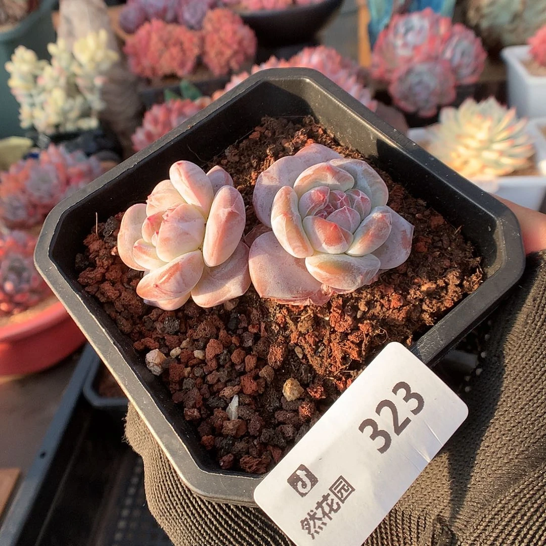 323星影多肉植物666