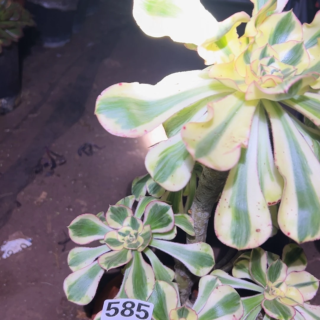 佳***庆燕姿锦、捧花585、多肉