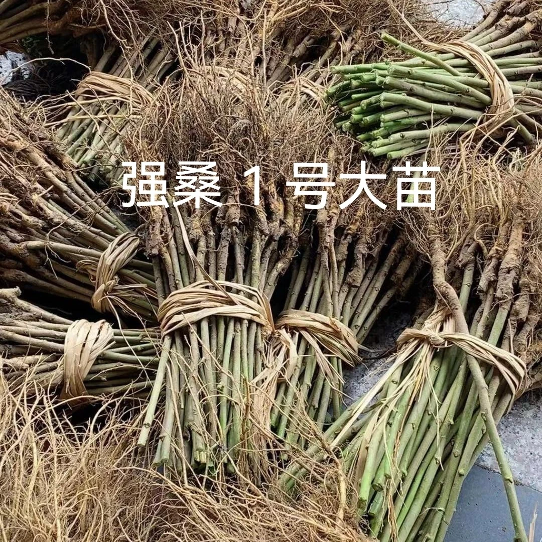 嫁接养蚕桑树强桑 1 号农桑 14 号特大桑叶养蚕专用桑苗批发