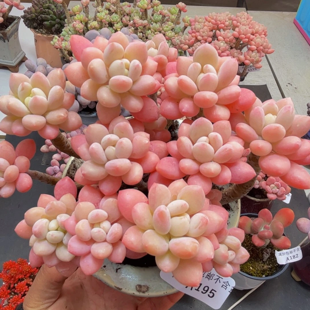 195/13cm鱼子酱多肉