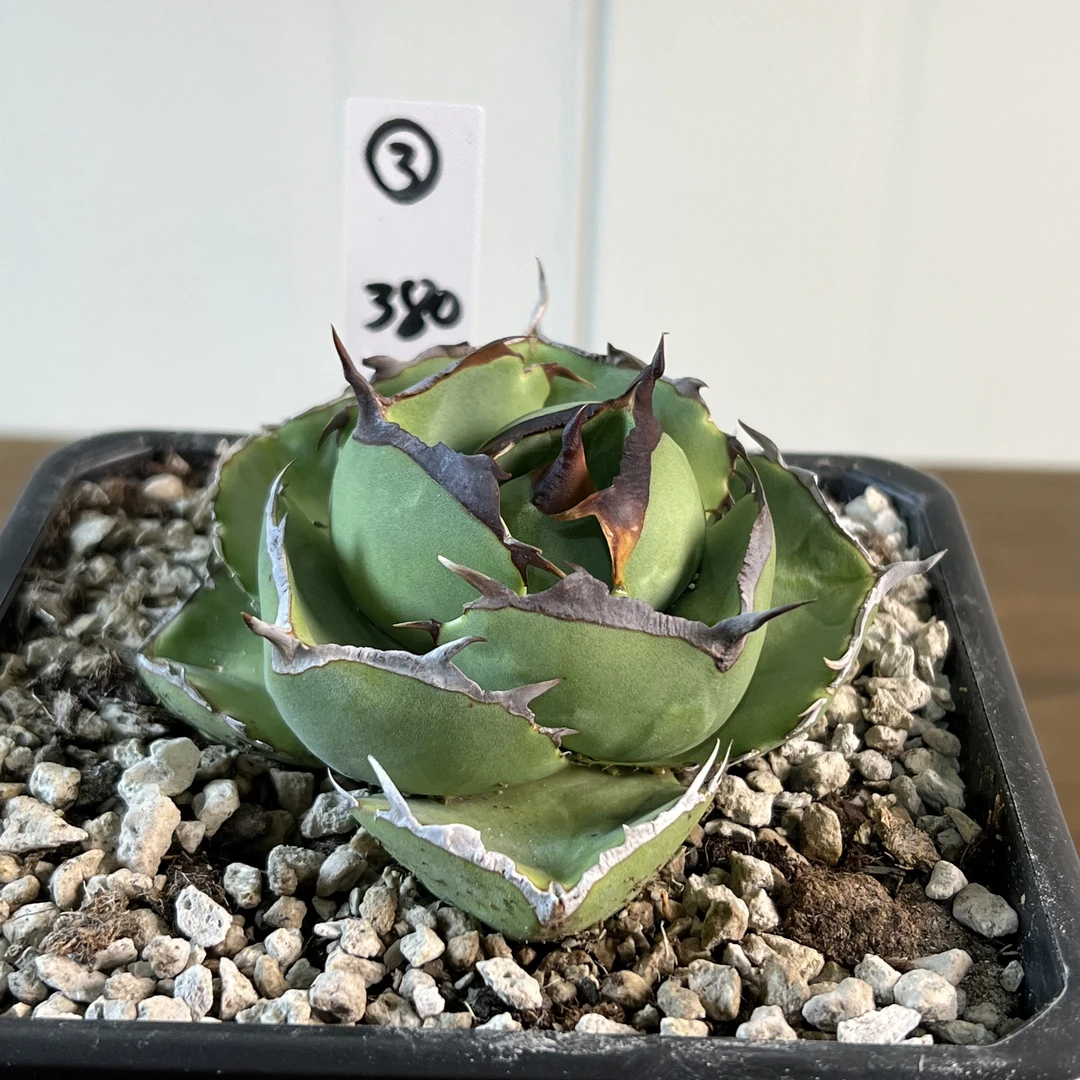 龙舌兰仁王冠（圣剑）