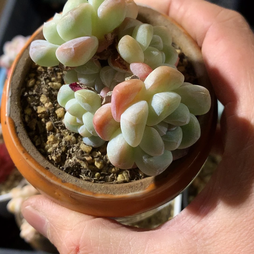 °****?鱼的冰玉群一颗22222