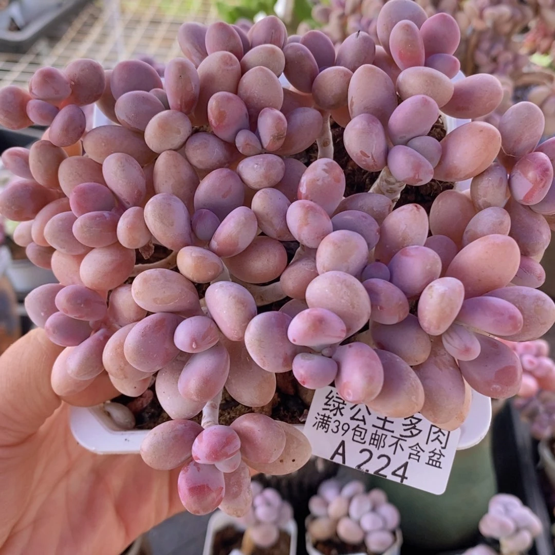 糖果桃蛋老桩有掉叶13cm224多肉