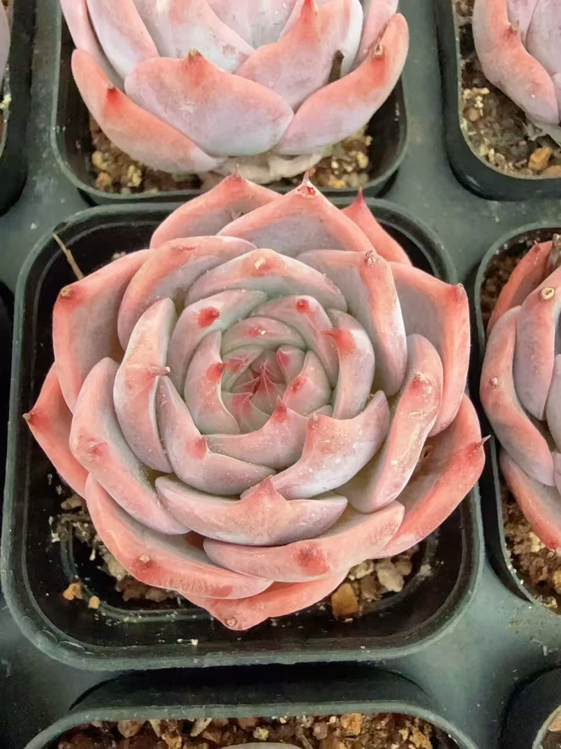 70#小皮卡丘单头（4-6cm）脱土