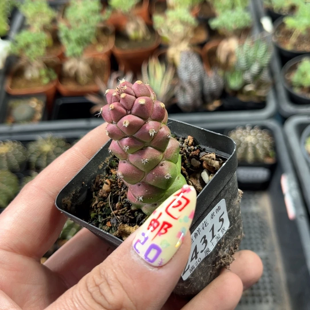 24315一物一拍单头发货