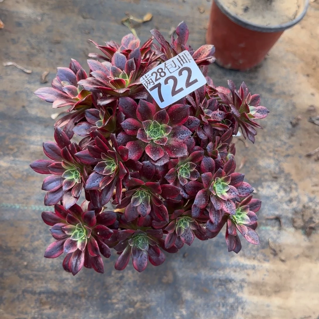 小***安娜多肉722满28包邮断枝不包