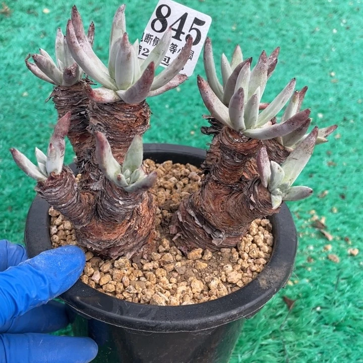 845号登喜拇指多肉