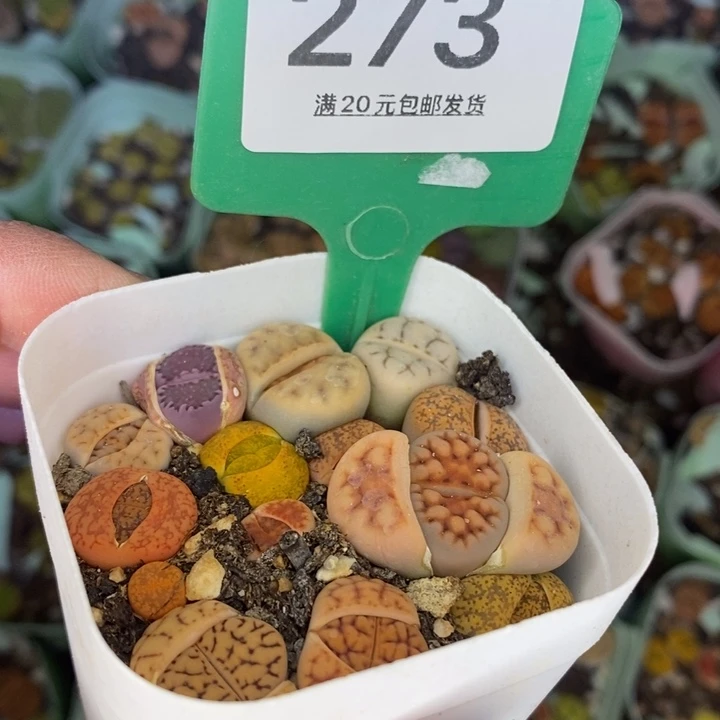 林*人273你给vv的风格