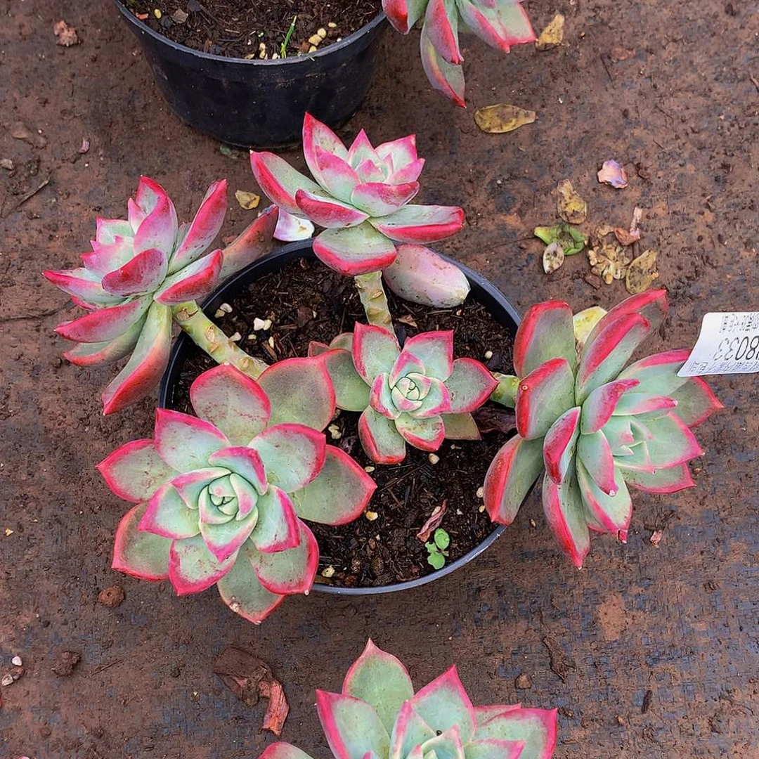 宝***儿    冰月多肉28033