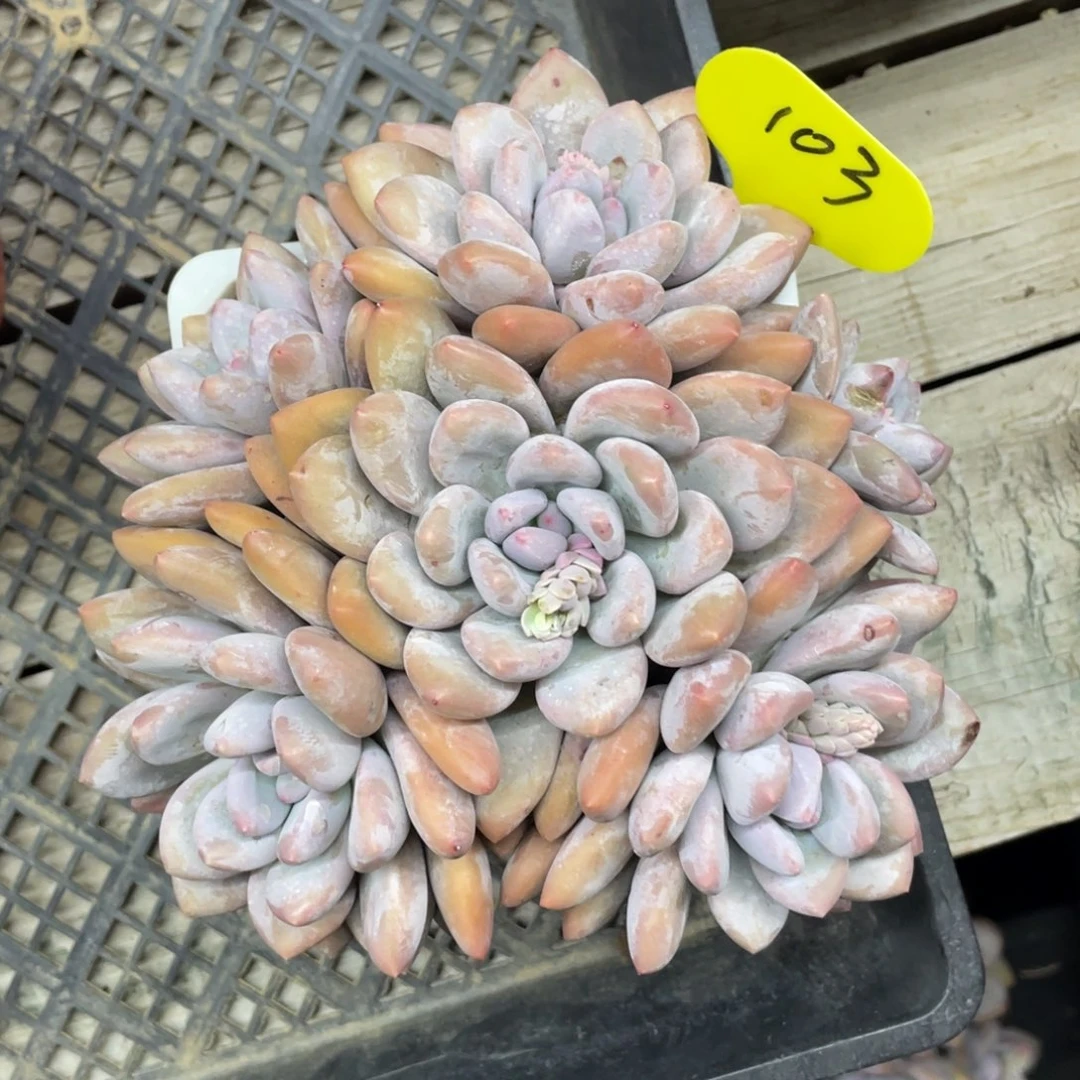 奶酪体香水群生无砍103