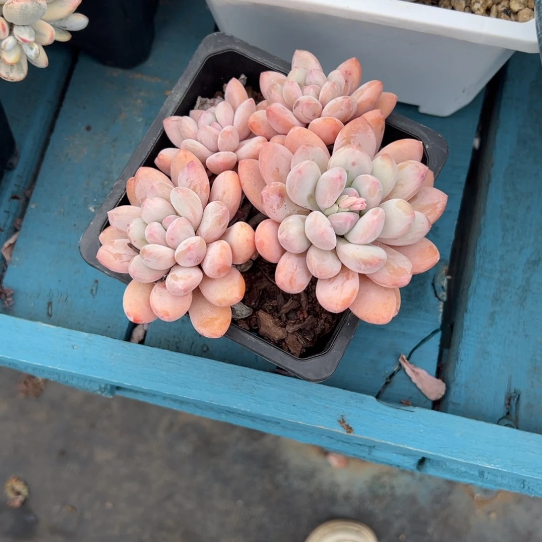 精品多肉植物老桩