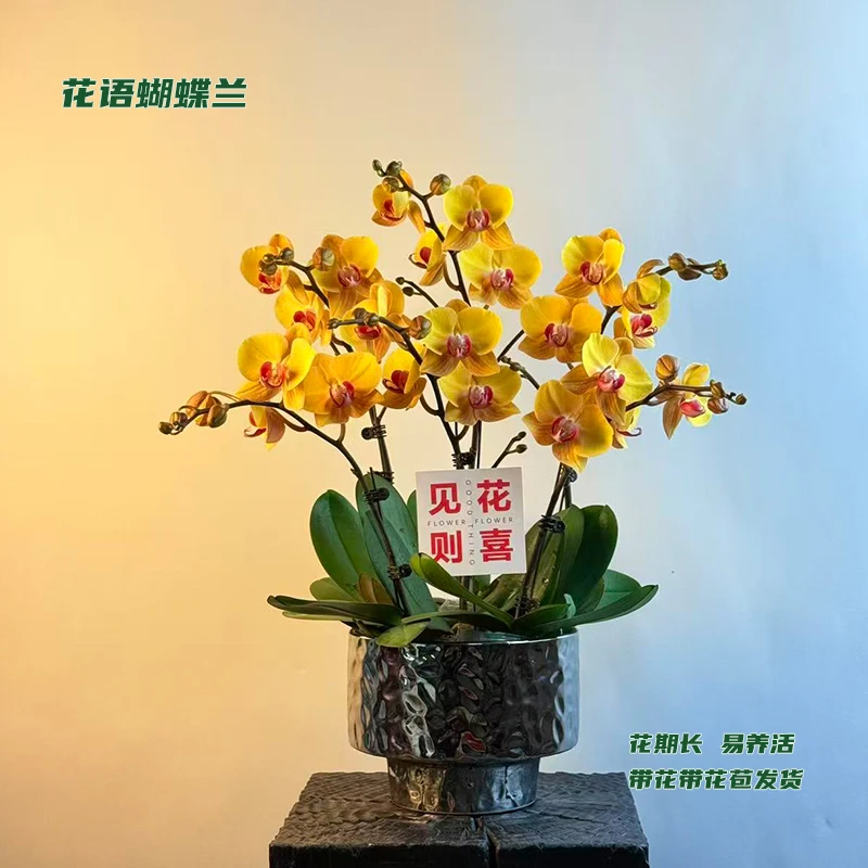 蝴蝶兰【金枝玉叶】 带花带花苞发货 室内客厅阳台花卉 好养易活