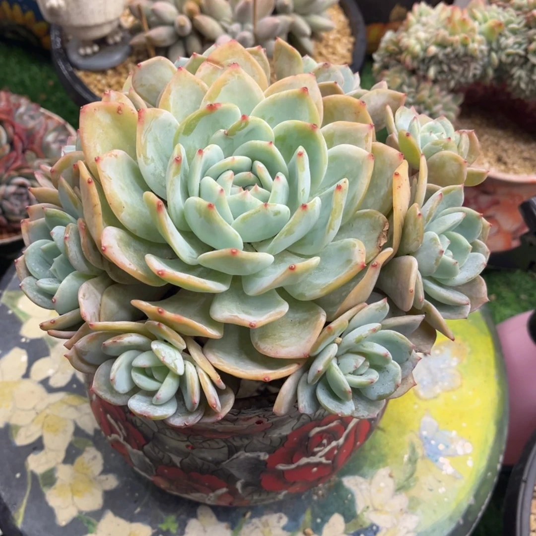 逆*林凤橙寄养。。大哥有一个哥特寄养