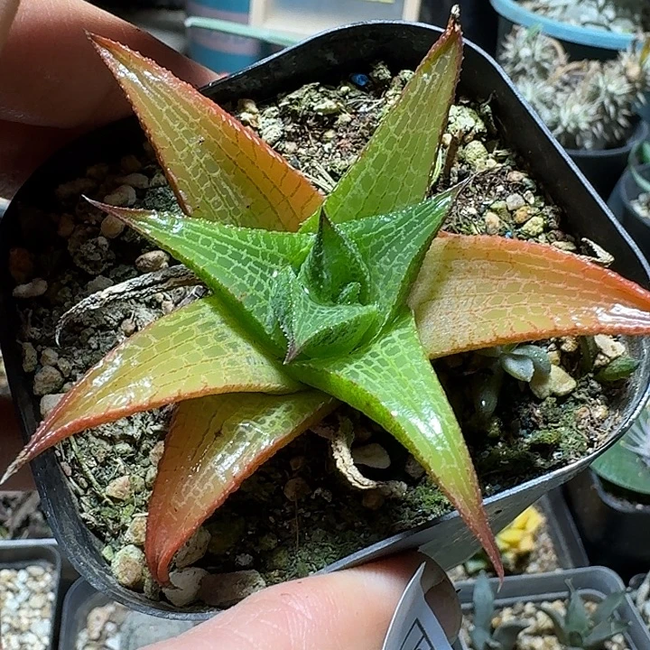 464龙鳞脱土发货自根