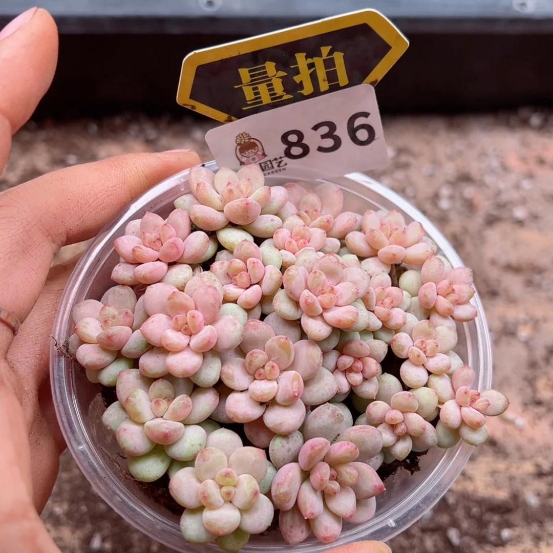 多肉植物多肉植物