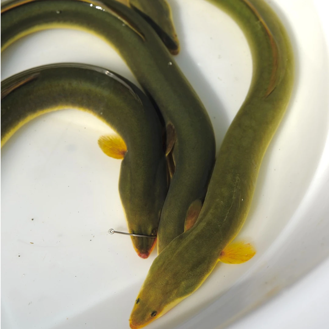 野生支流水头湖鳗鱼杭州千岛湖生态江鳗湖鳗鱼活鱼快递0.6—1.5斤