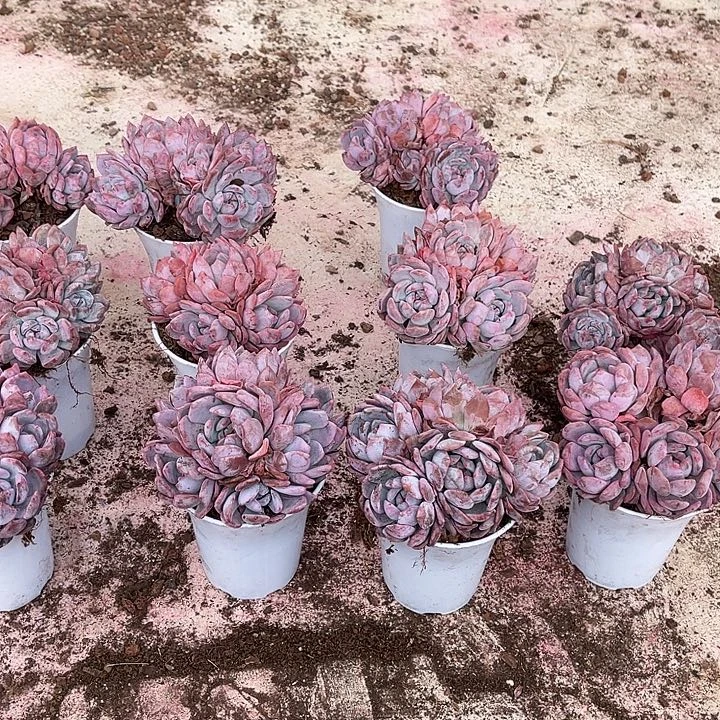 一***心紫皮石榴籽星影517号12颗