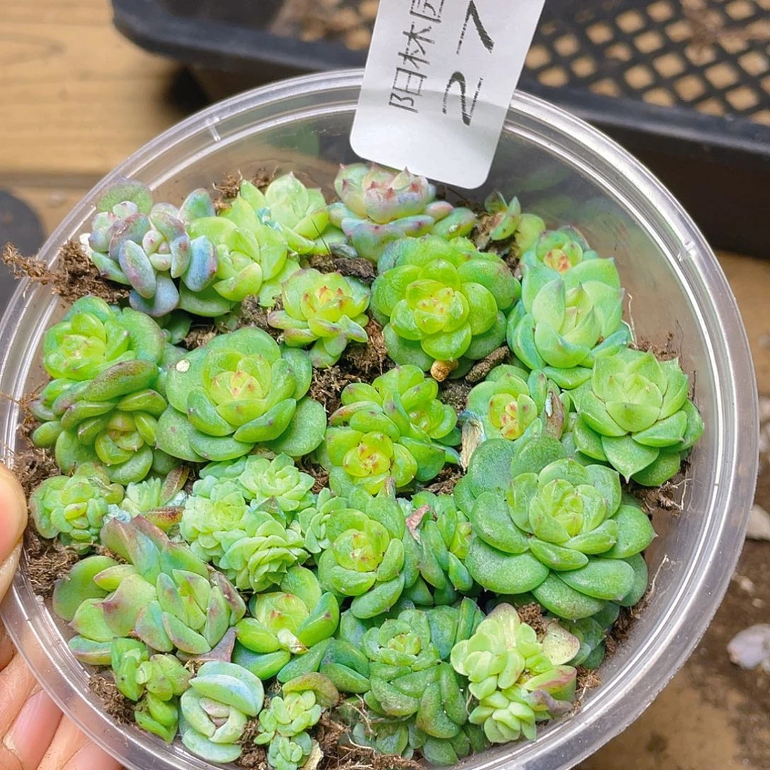 多肉植物多肉植物277
