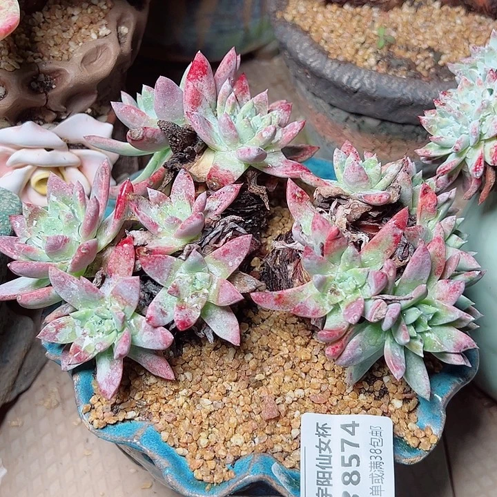 8574绿体苹果叶仙女杯dr