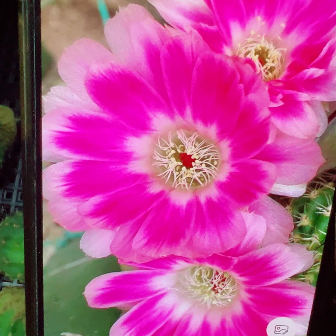 丽花 esp侧芽 满20包邮
