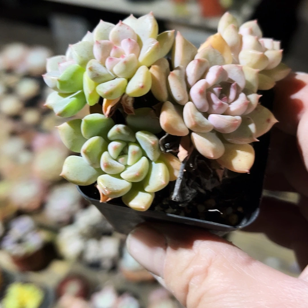 鱼***鱼101多肉植物提取萃取剂中