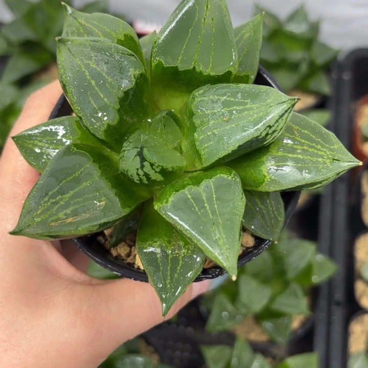 母本裹般若多肉植物