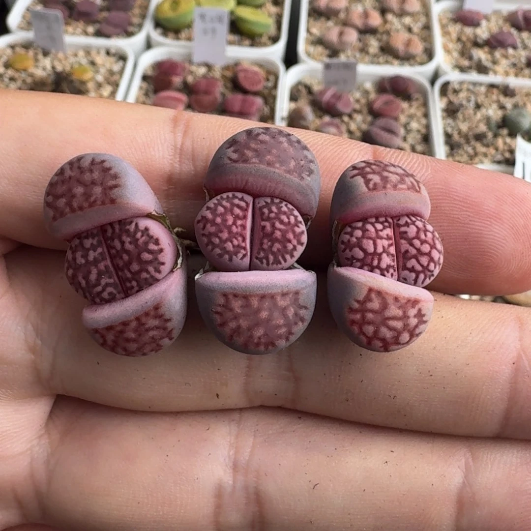 ´****G669新品紫寿丽混合三年