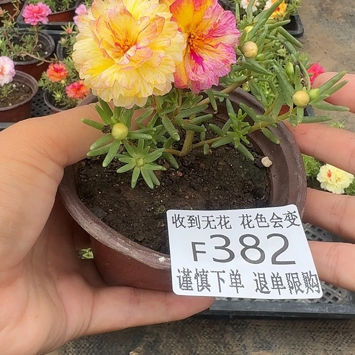 无花朵F382超小苗盆口10cm