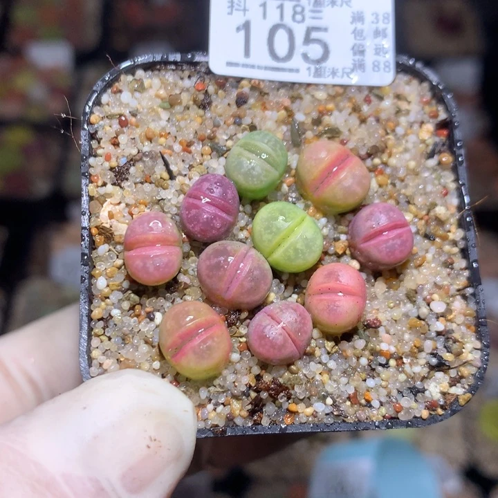 精品生石花118.105