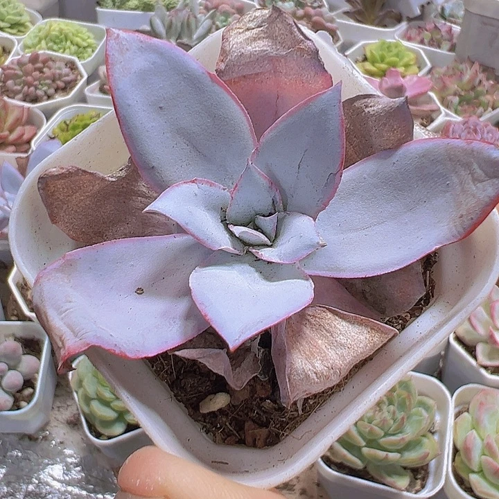 广寒宫19包邮多肉植物