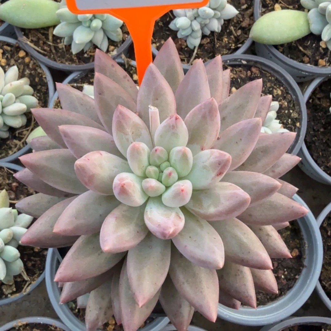 水晶球多肉植物419