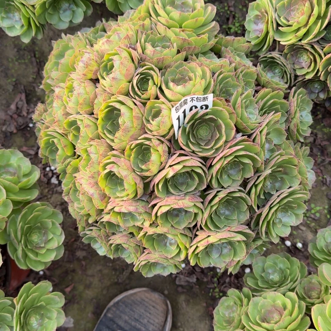 18-6法师万拉丝1193