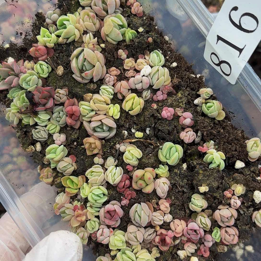 多肉植物多肉植物816