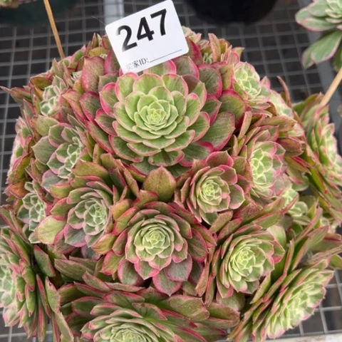 247莲花25厘米左右