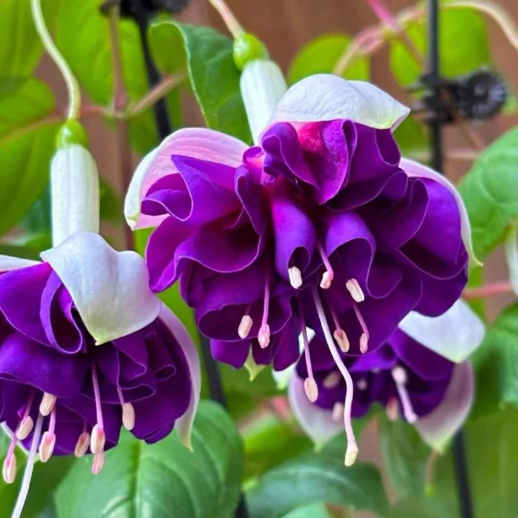 【灯笼花】倒挂金钟花卉盆栽（好看好养，耐寒易爆盆）