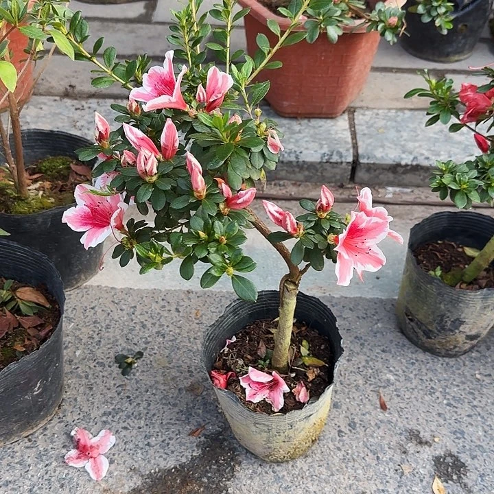 杜鹃盆景杜鹃老桩游*堂32