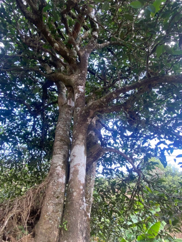 昔归古树 2021年 古树茶 生茶 饼茶