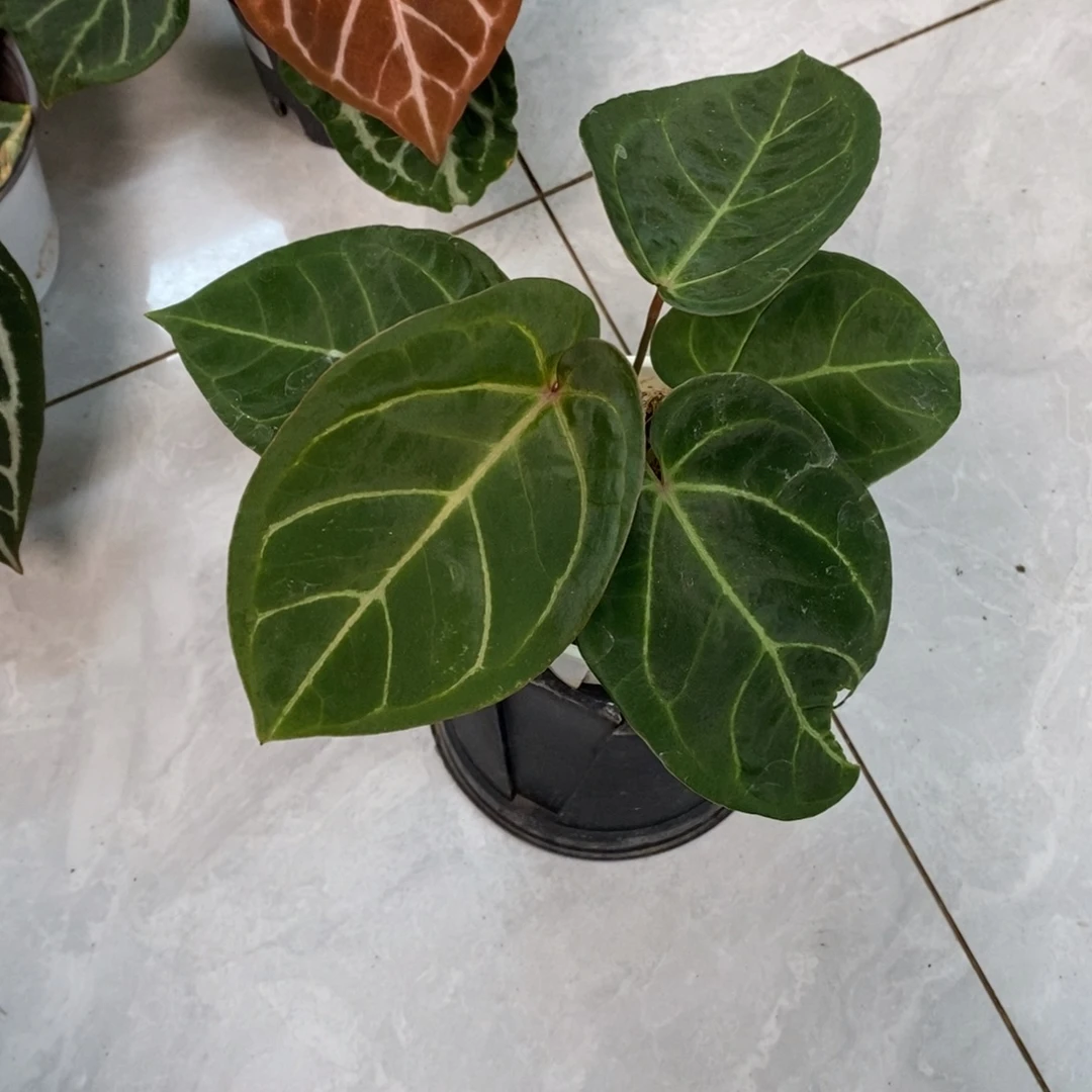 不开花植物kos杂（无售后）（2颗包邮）